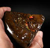 Polished Ammolite Stone #2551