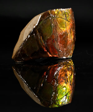 Polished Ammolite Stone #2556