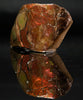 Polished Ammolite Stone #2556