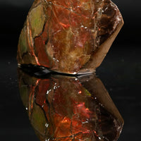 Polished Ammolite Stone #2556