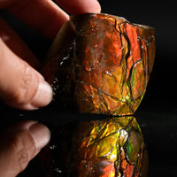 Polished Ammolite Stone #2556