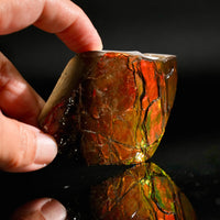 Polished Ammolite Stone #2556