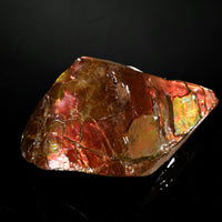 Polished Ammolite Stone #2556