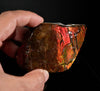 Polished Ammolite Stone #2556