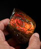 Polished Ammolite Stone #2556