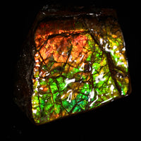 Polished Ammolite Stone #2550