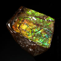 Polished Ammolite Stone #2550