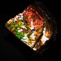 Polished Ammolite Stone #2550