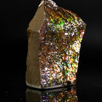 Polished Ammolite Stone #2555