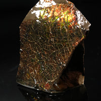 Polished Ammolite Stone #2555