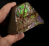 Polished Ammolite Stone #2553