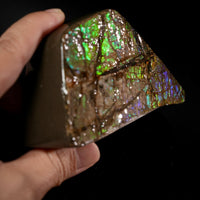 Polished Ammolite Stone #2553