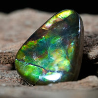 Freeform Natural Ammolite Loose Gemstone #A411