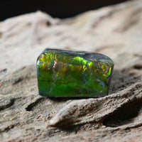 Freeform Natural Ammolite Loose Gemstone #A253