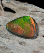 Freeform Natural Ammolite Loose Gemstone #A407