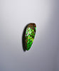 Freeform Ammolite Loose Gemstone  #A265