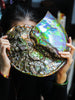 12.5“ Canadian Ammonite Full Fossil #275