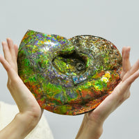 9.5 Inch Genuine Canadian Ammonite Full Fossil #928