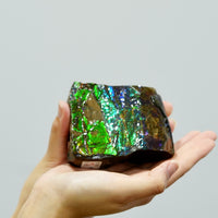 Ammolite Hand Sample Stone #605