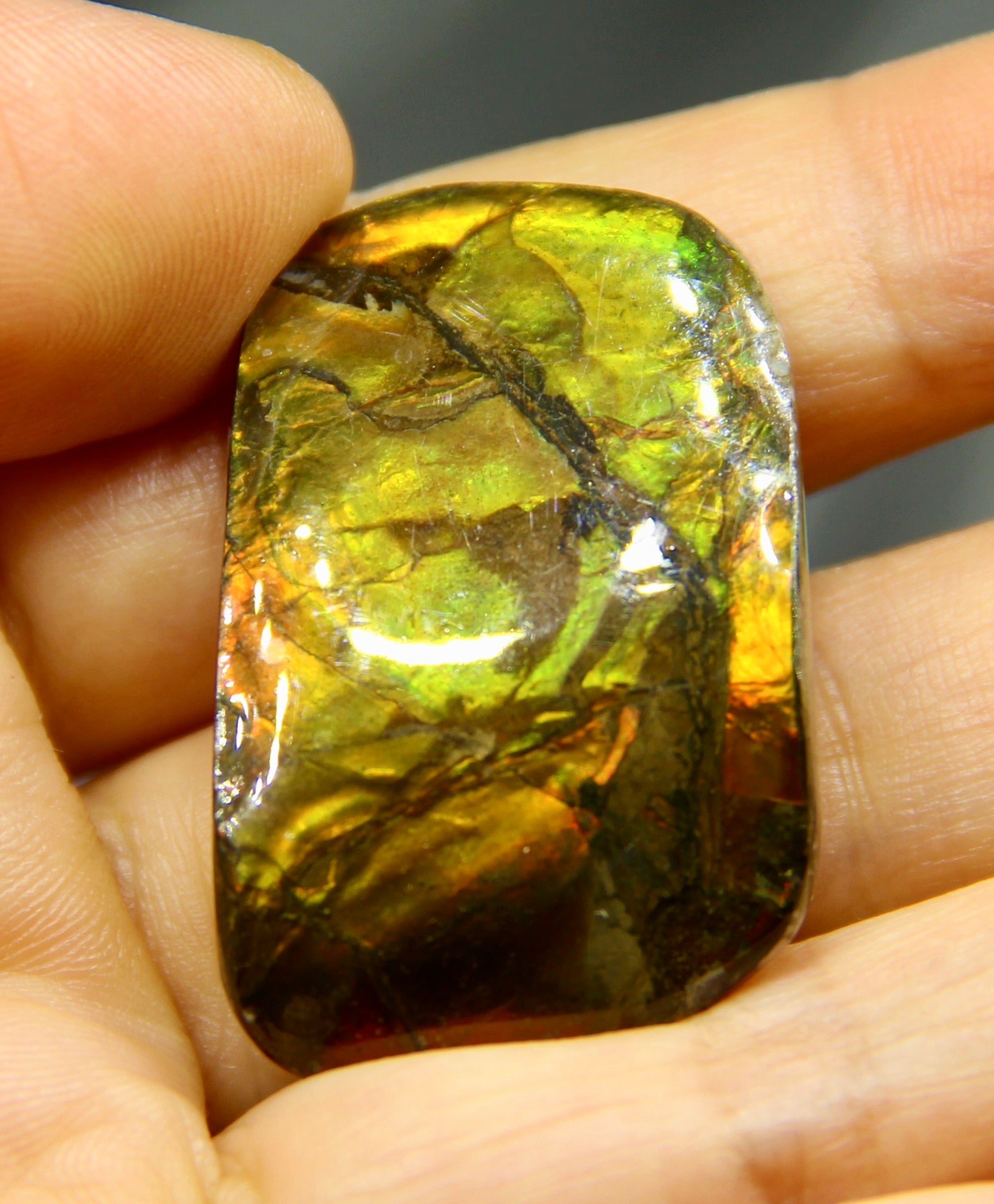 Freeform Ammolite Loose Gemstone #A125