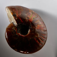 Natural Ammonite Fossil #280