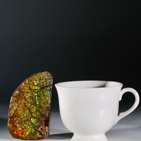 Top Grade Ammolite Display Stone #A606