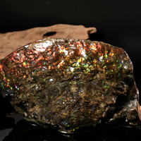 Polished Ammolite Stone #2540