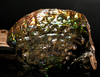 Polished Ammolite Stone #2540