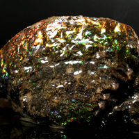 Polished Ammolite Stone #2540