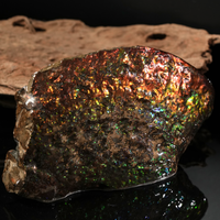 Polished Ammolite Stone #2540