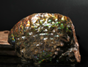 Polished Ammolite Stone #2540