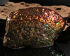 Polished Ammolite Stone #2540