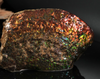 Polished Ammolite Stone #2540