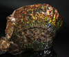 Polished Ammolite Stone #2540