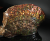 Polished Ammolite Stone #2540