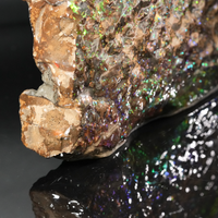 Polished Ammolite Stone #2540