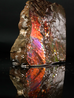 Polished Ammolite Stone #2542