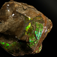 Polished Ammolite Stone #2545