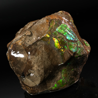 Polished Ammolite Stone #2545