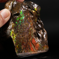 Polished Ammolite Stone #2545