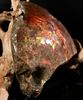 Polished Ammolite Stone #2541