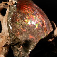 Polished Ammolite Stone #2541