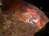 Polished Ammolite Stone #2541