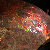 Polished Ammolite Stone #2541