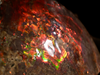 Polished Ammolite Stone #2541