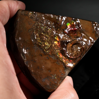 Polished Ammolite Stone #2551