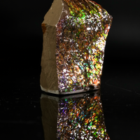 Polished Ammolite Stone #2555