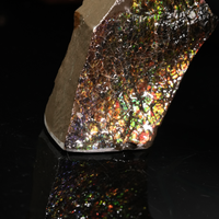 Polished Ammolite Stone #2555