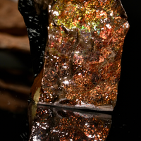 Polished Ammolite Stone #2555