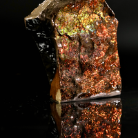 Polished Ammolite Stone #2555